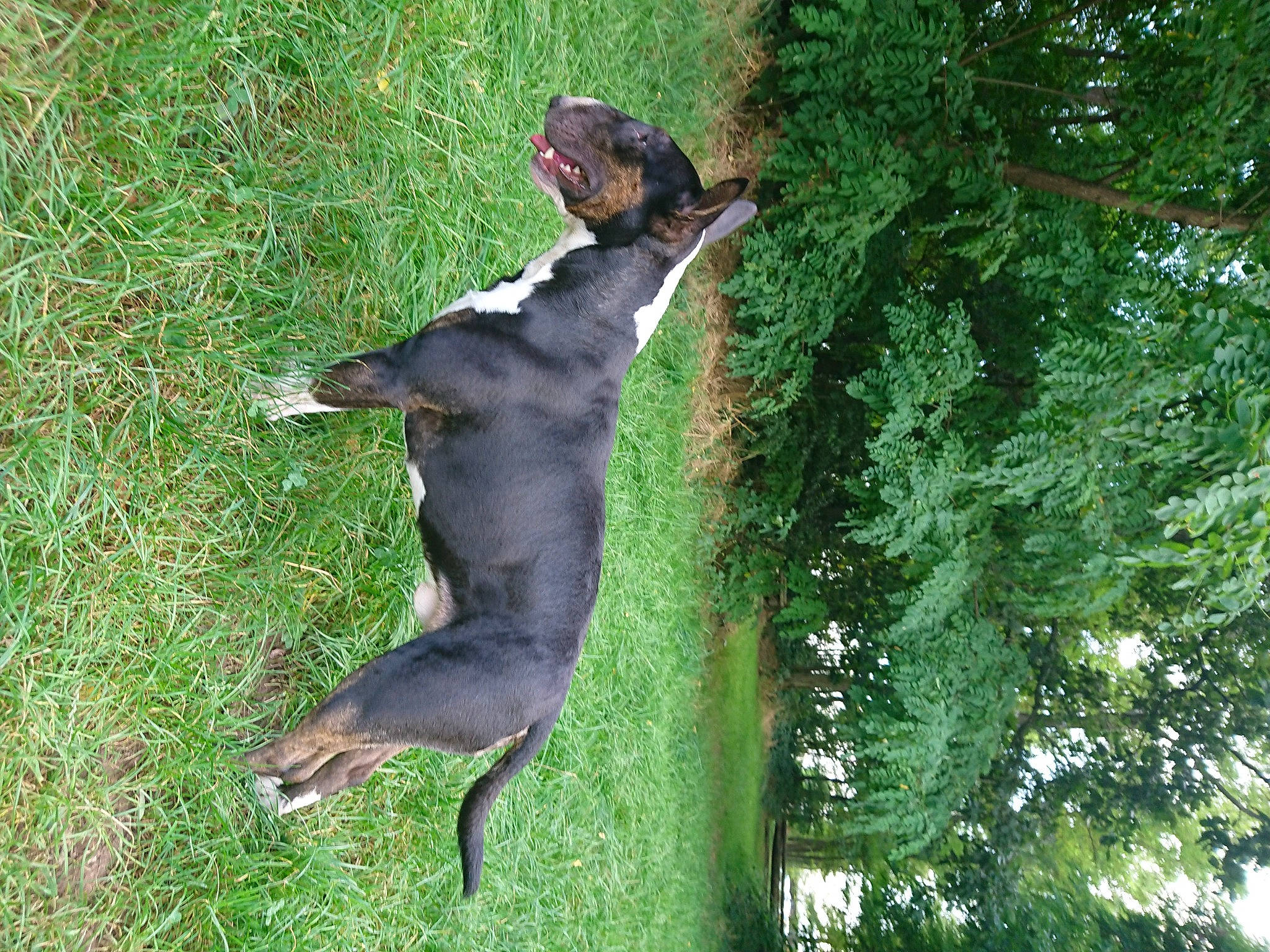 Oups a rejoint le concours — aidez-le/la à gagner de superbes lots ! canidae, carnivore, companion_dog, dog, dog_breed, fawn, grass, guard_dog, hunting_dog, liver, plant, sporting_group, tail, terrestrial_animal, tree, trunk, working_animal, working_dog