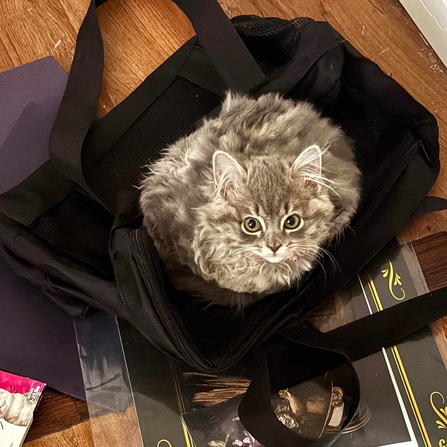 Opal is registered to the contest to win money with this photo: accessories, animal, bag, baggage, canine, cat, document, dog, dogbed, handbag, hardwood, head, kitten, person, pet, purse, receipt, stainedwood, totebag, wood