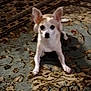 dog, small_dog, carpet, indoor, ears, animal, pet, lying_down, looking_at_camera, furniture, brown, white, floor, domestic_animal, cute, companion, home, resting, animal_face, canine