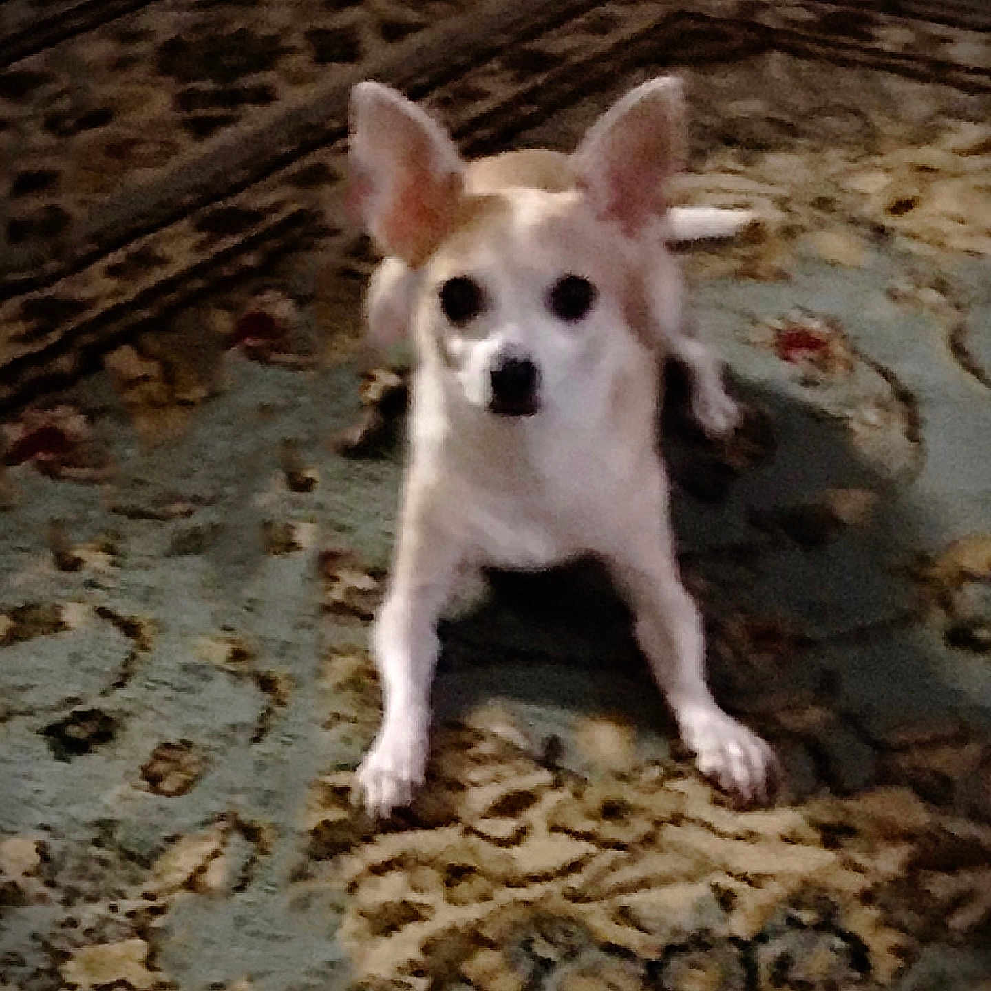 Bella is registered to the contest to win money with this photo: animal, animal_face, brown, canine, carpet, companion, cute, dog, domestic_animal, ears, floor, furniture, home, indoor, looking_at_camera, lying_down, pet, resting, small_dog, white