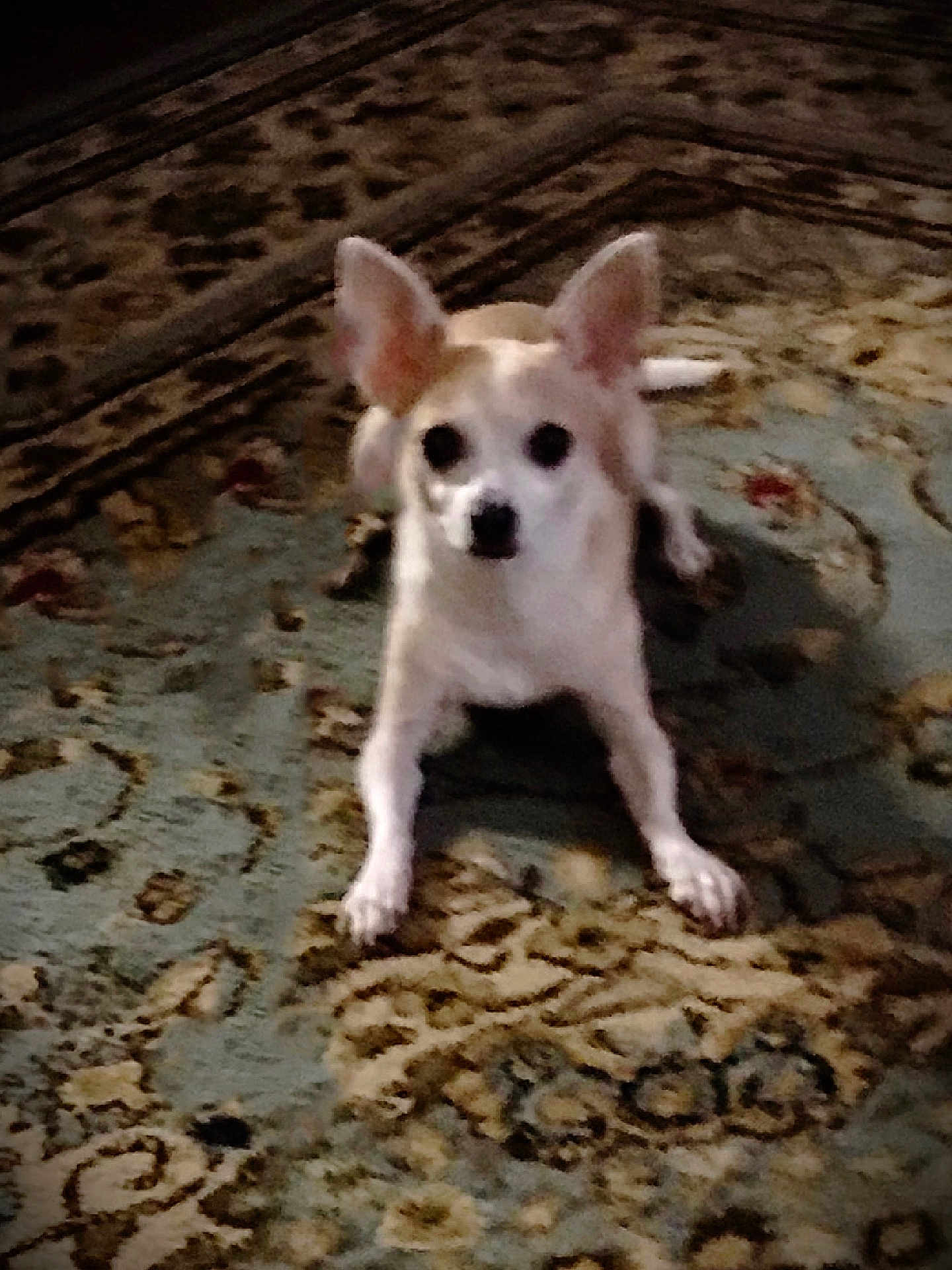 Bella is registered to the contest to win money with this photo: dog, small_dog, carpet, indoor, ears, animal, pet, lying_down, looking_at_camera, furniture, brown, white, floor, domestic_animal, cute, companion, home, resting, animal_face, canine