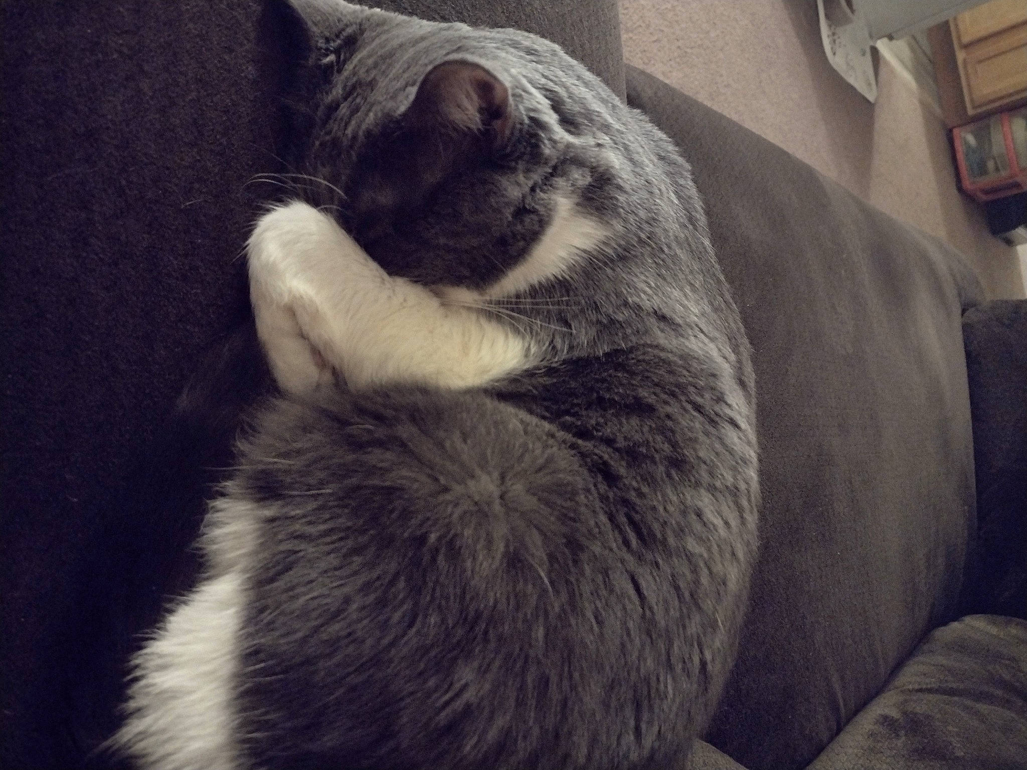 Desmond joined the competition — help win amazing prizes! carnivore, cat, cloud, comfort, domestic_short_haired_cat, eye, felidae, foot, fur, grey, human_leg, meteorological_phenomenon, nap, paw, sky, small_to_medium_sized_cats, snout, tail, terrestrial_animal, whiskers