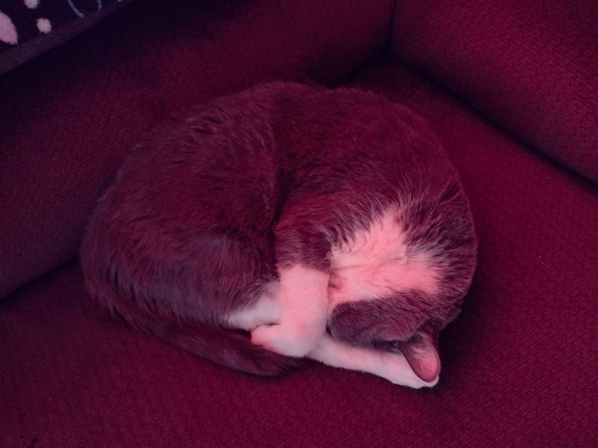 Desmond joined the competition — help win amazing prizes! canidae, carmine, carnivore, cat, cat_bed, cat_supply, comfort, companion_dog, dog_breed, domestic_short_haired_cat, felidae, fur, grey, linens, paw, small_to_medium_sized_cats, snout, sporting_group, tail, whiskers