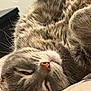 Gus a rejoint le concours — aidez-le/la à gagner de superbes lots ! animal, bed, calm, cat, close_up, cozy, cute, domestic_cat, feline, fur, indoor, peaceful, pet, relaxing, resting, sleeping, soft_light, tabby, upside_down, whiskers