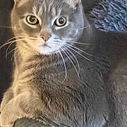 Gus participe au concours pour gagner de l'argent avec cette photo : animal, cat, chair, closeup, comfort, cozy, domestic_animal, ears, eyes, feline, fur, furniture, grey_cat, indoor, looking_at_camera, pet, portrait, relaxed, resting, whiskers