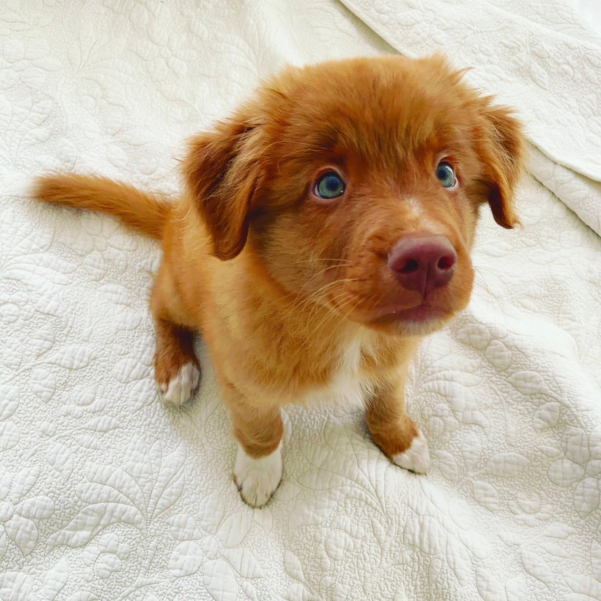 Duck joined the competition — help win amazing prizes! canidae, carnivore, companion_dog, dog, dog_breed, ear, fawn, fur, golden_retriever, liver, mammal, nose, nova_scotia_duck_tolling_retriever, puppy, rare_breed_dog, retriever, small_greek_domestic_dog, snout, sporting_group, vertebrate