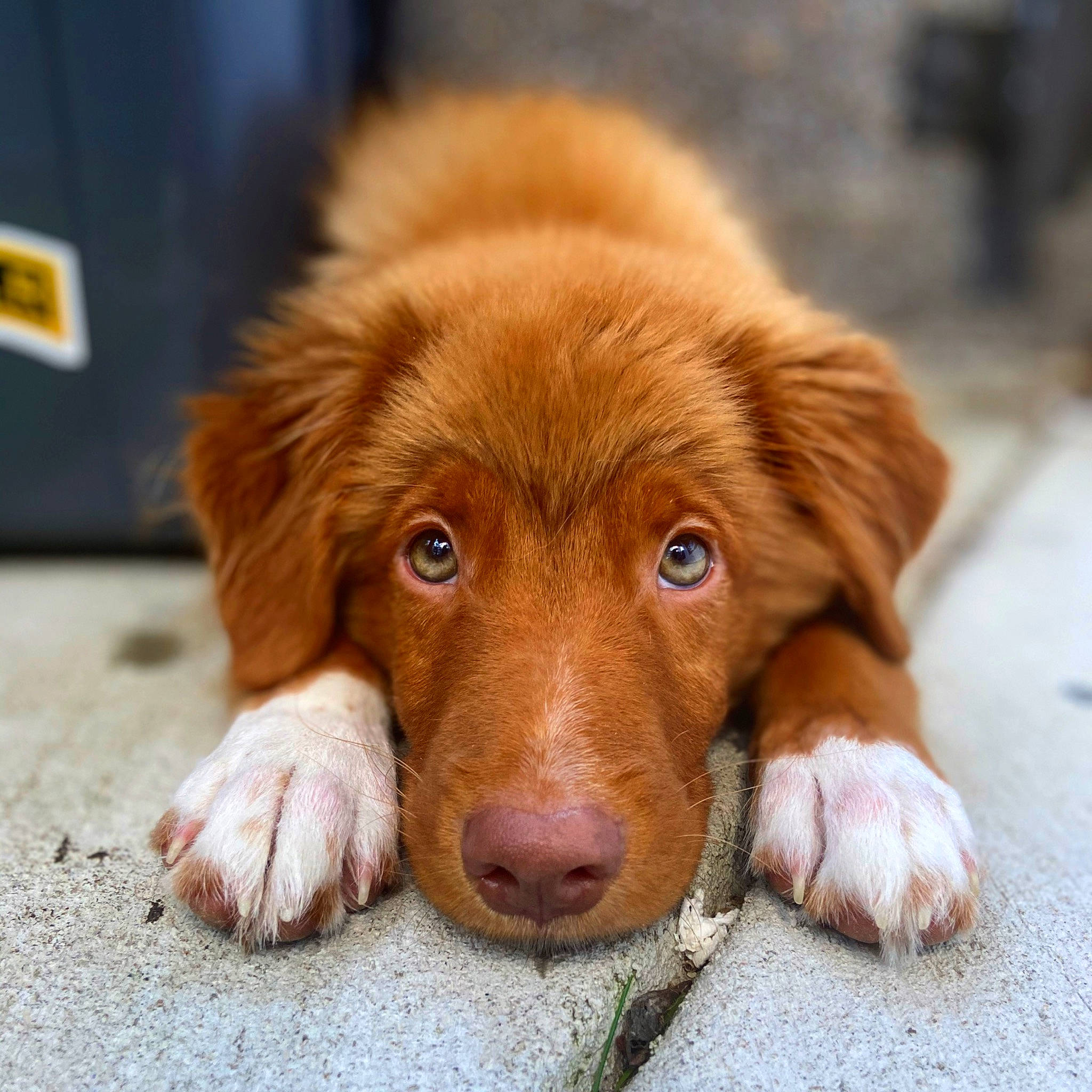 Duck is registered to the contest to win money with this photo: canidae, carnivore, companion_dog, dog, dog_breed, ear, fawn, fur, liver, mammal, nose, nova_scotia_duck_tolling_retriever, puppy, retriever, snout, sporting_group, vertebrate