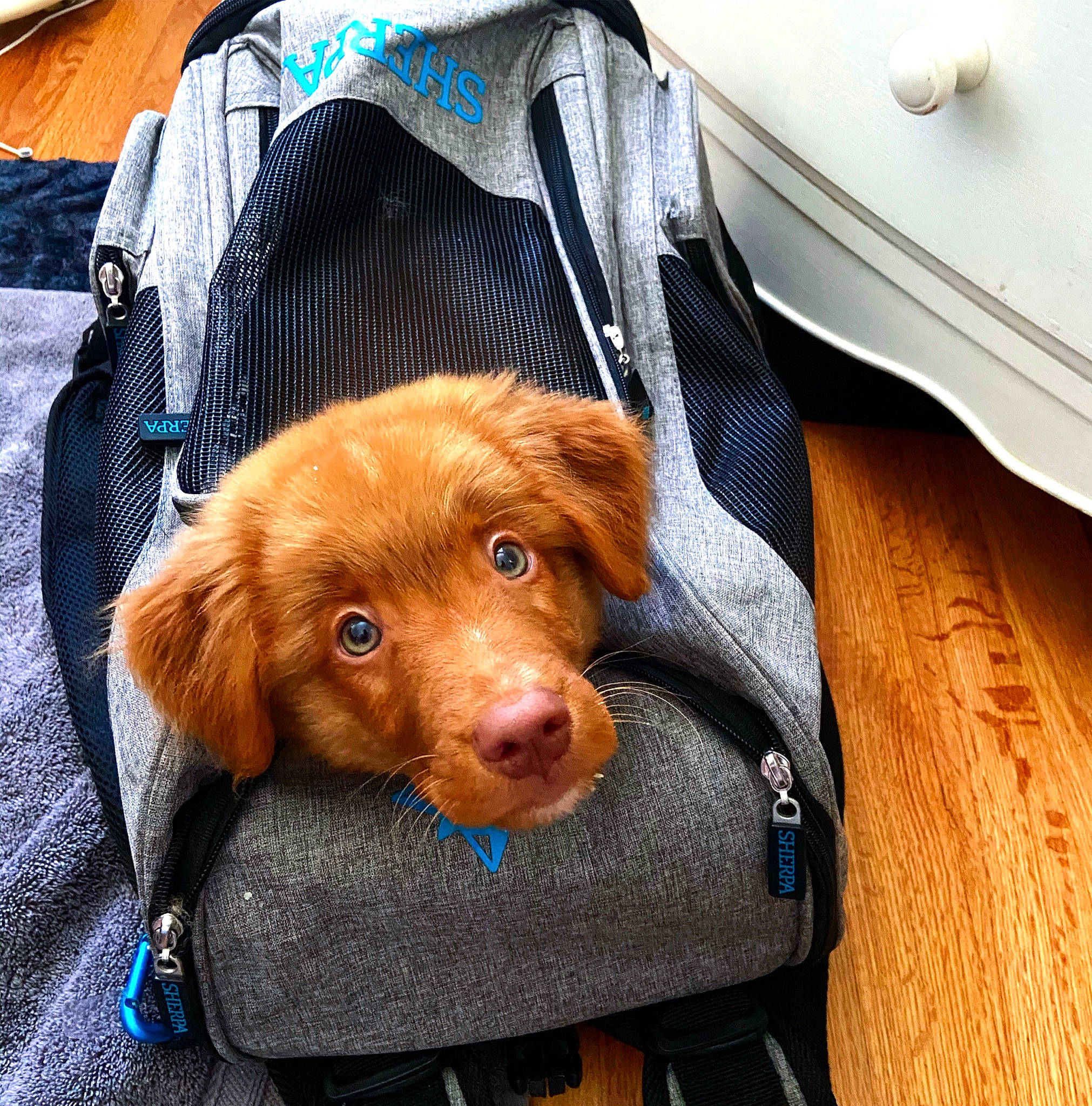 Duck is registered to the contest to win money with this photo: adventure, canidae, car_seat, carnivore, companion_dog, dog, dog_breed, ear, fur, jacket, nova_scotia_duck_tolling_retriever, product, puppy, retriever, snout, sporting_group