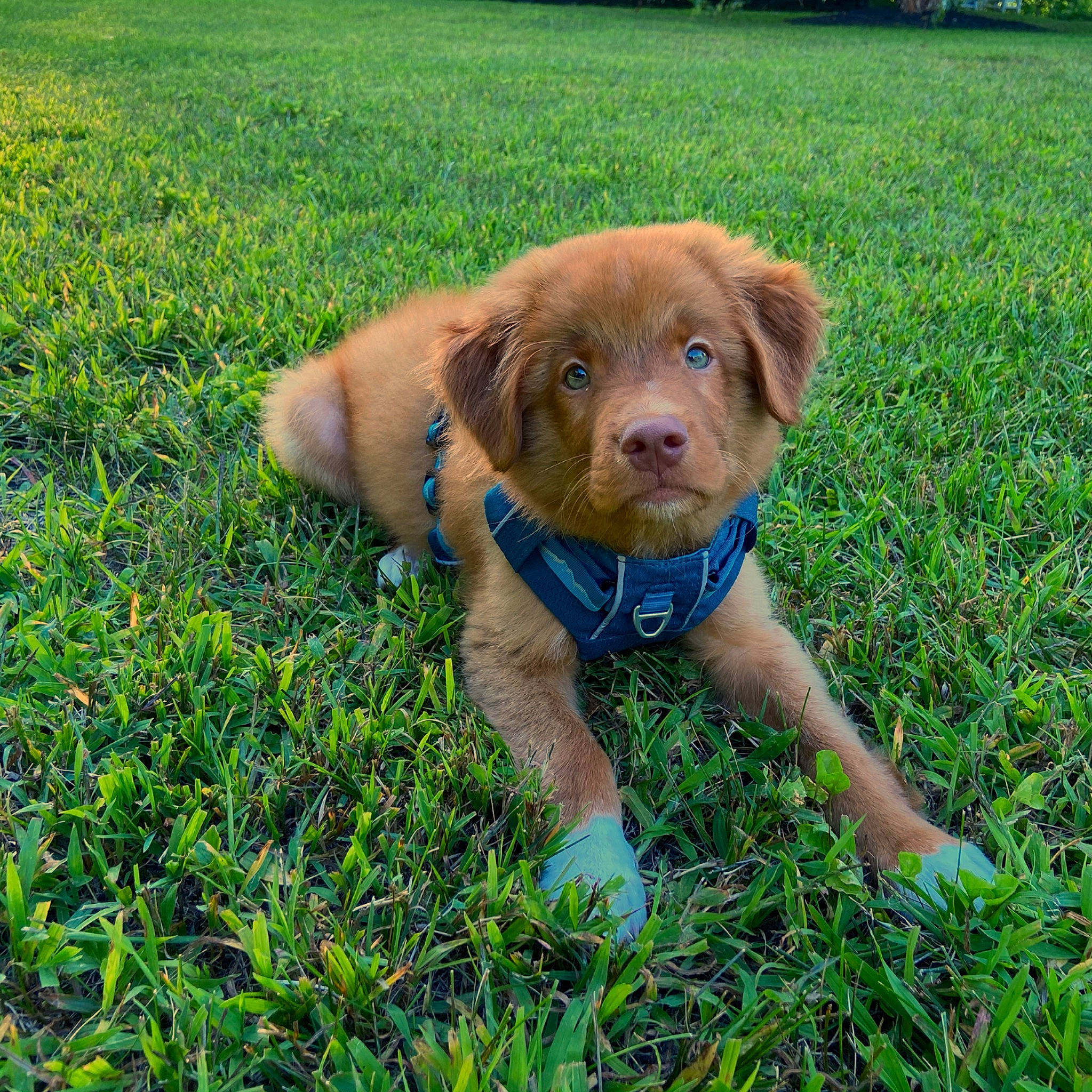 Duck is registered to the contest to win money with this photo: canidae, carnivore, companion_dog, dog, dog_breed, golden_retriever, grass, lawn, liver, mammal, nova_scotia_duck_tolling_retriever, plant, puppy, retriever, sporting_group, vertebrate