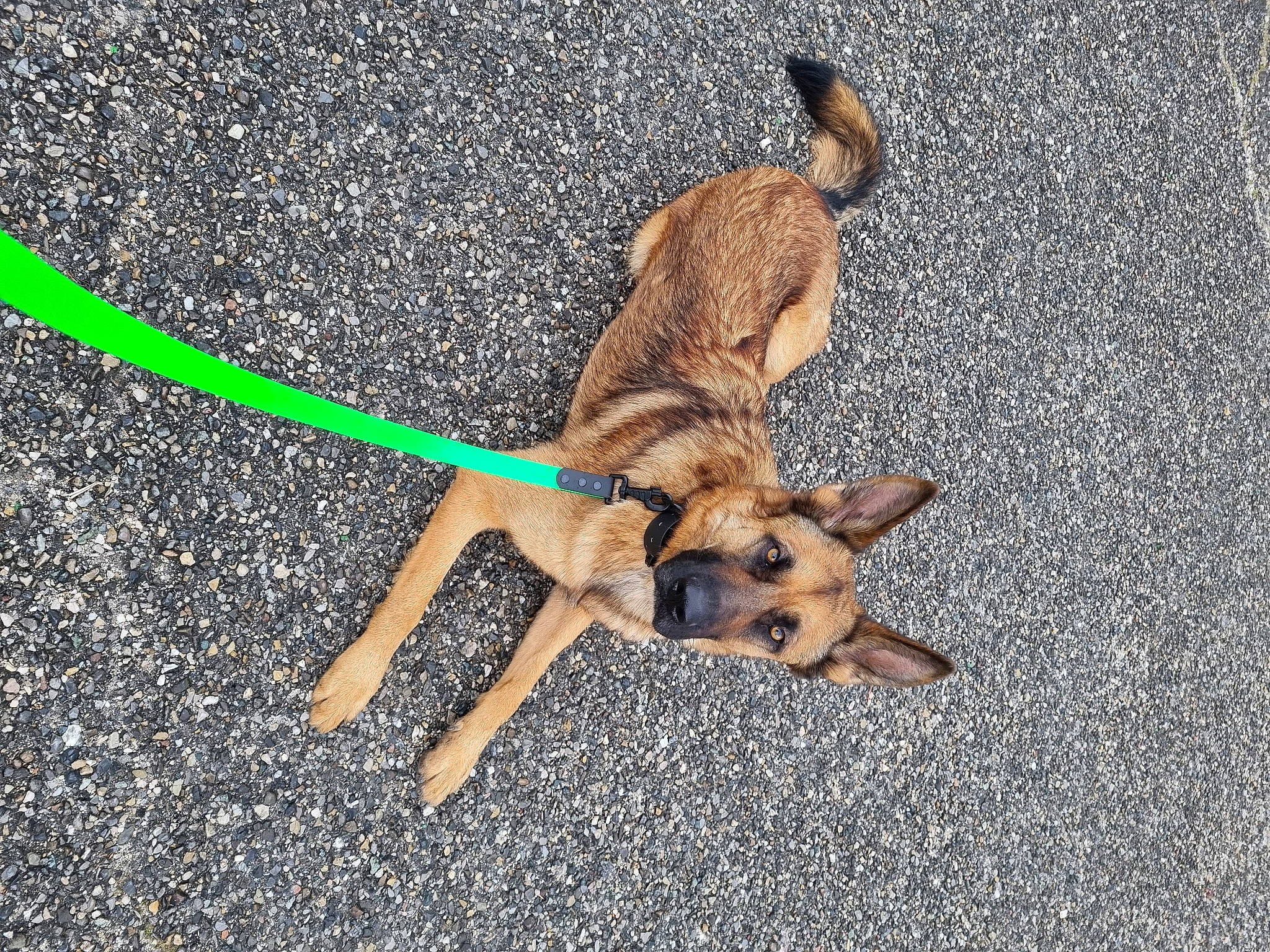 Sultan a rejoint le concours — aidez-le/la à gagner de superbes lots ! asphalt, canidae, carnivore, collar, companion_dog, dog, dog_breed, dog_collar, dog_supply, fawn, grass, leash, old_german_shepherd_dog, paw, pet_supply, road_surface, snout, sporting_group, tail, working_animal