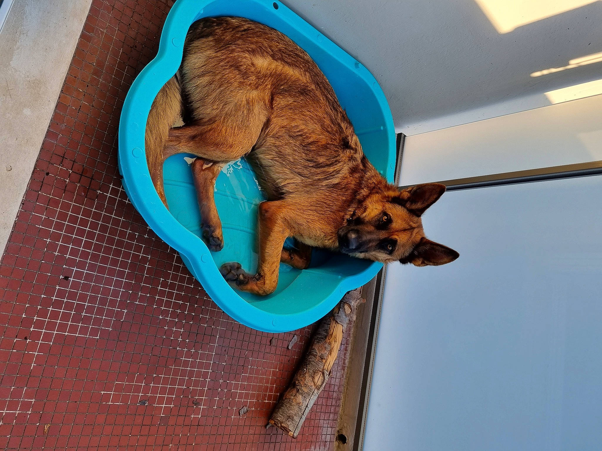 Sultan a rejoint le concours — aidez-le/la à gagner de superbes lots ! bat, canidae, carnivore, claw, companion_dog, dog, dog_breed, electric_blue, fawn, hood, pet_supply, snout, sporting_group, tail, terrestrial_animal, toy_dog, vehicle_door, wildlife, wood, working_animal