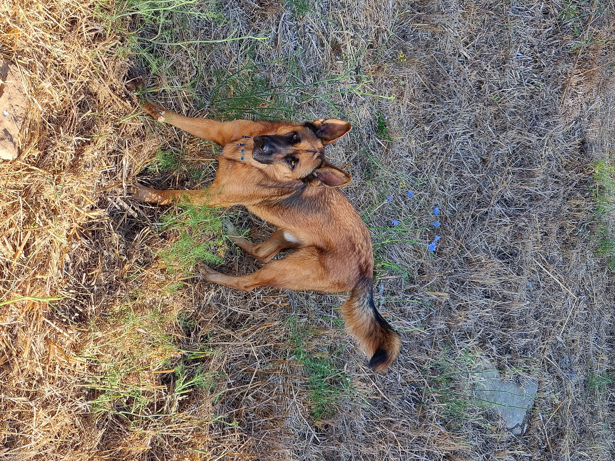 Sultan a rejoint le concours — aidez-le/la à gagner de superbes lots ! canidae, carnivore, dog_breed, fawn, felidae, grass, kangaroo, landscape, lion, macropodidae, marsupial, plant, snout, tail, terrestrial_animal, trunk, wallaby, wildlife, wood