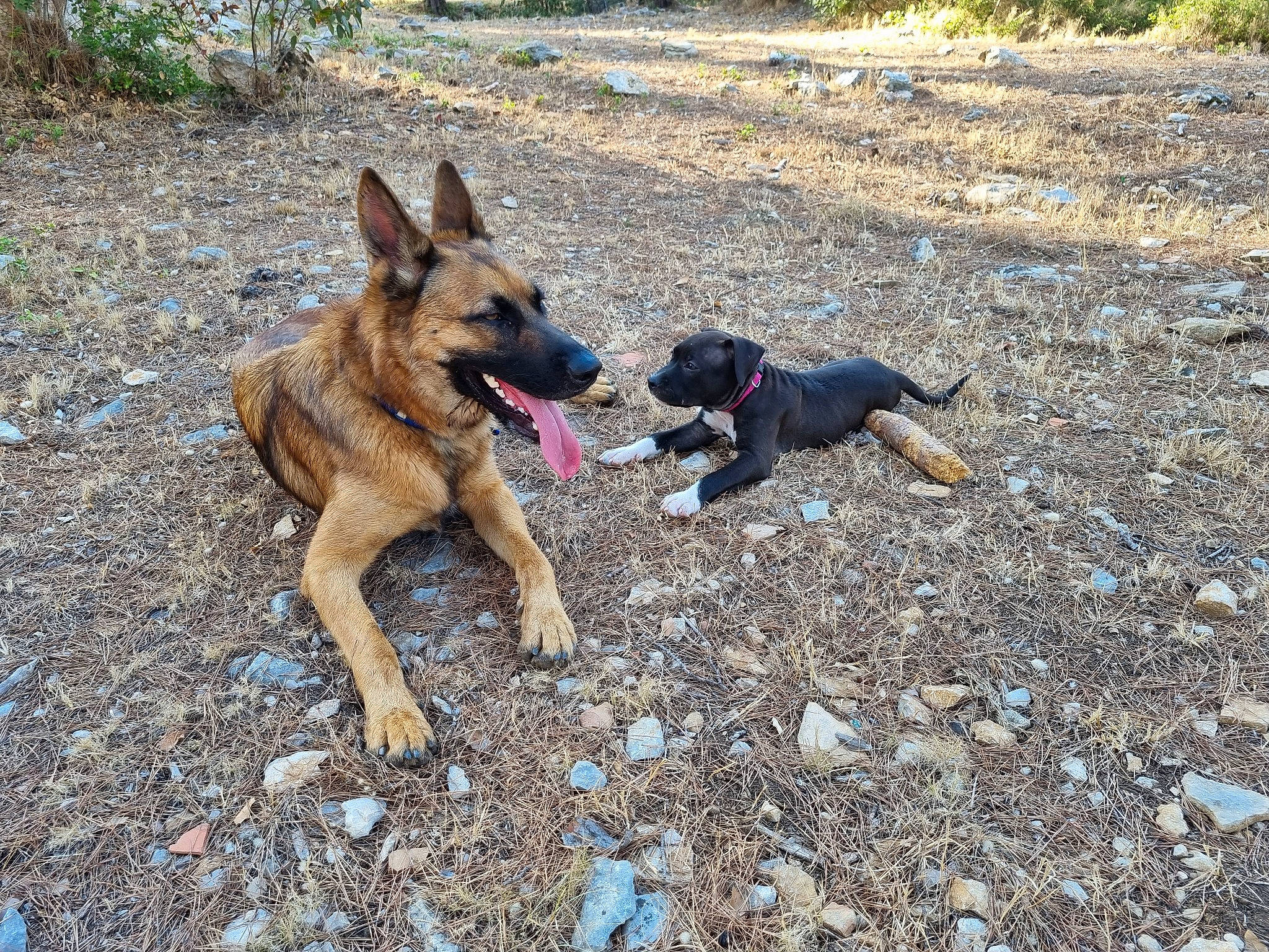 Sultan a rejoint le concours — aidez-le/la à gagner de superbes lots ! adventure, canidae, carnivore, companion_dog, dog, dog_breed, dog_supply, east_european_shepherd, fawn, german_shepherd_dog, herding_dog, hunting_dog, mammal, plant, soil, sporting_group, vehicle, working_animal, working_dog