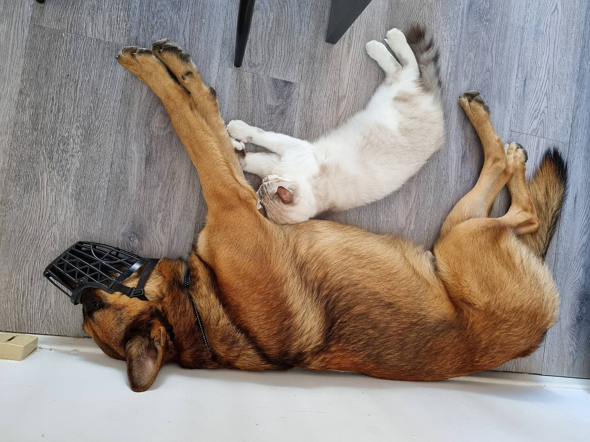 O'Malley a rejoint le concours — aidez-le/la à gagner de superbes lots ! canidae, carnivore, cat, claw, comfort, companion_dog, dog_breed, fawn, felidae, foot, fur, gesture, human_leg, paw, small_to_medium_sized_cats, snout, sporting_group, tail, terrestrial_animal, whiskers