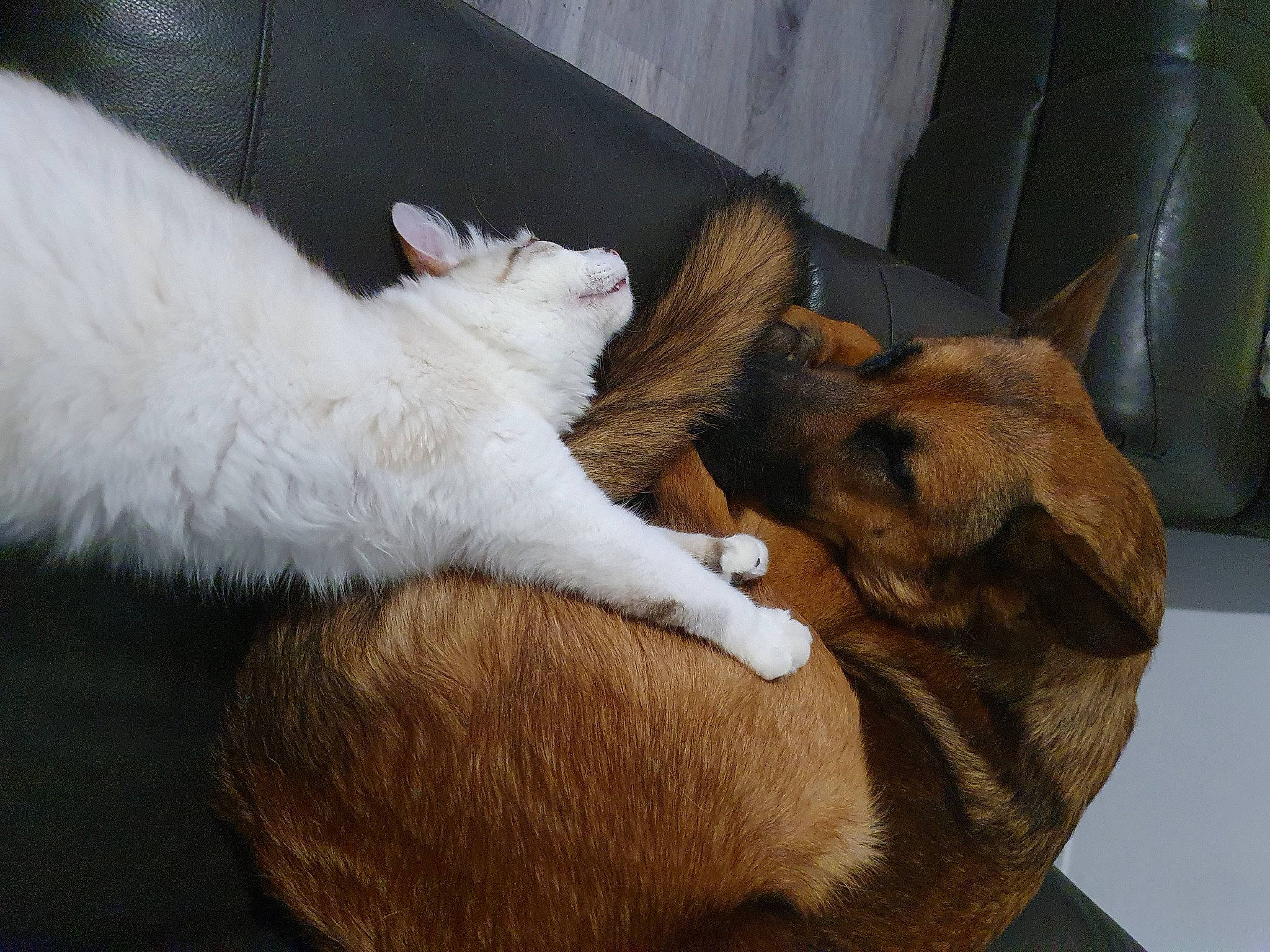 O'Malley a rejoint le concours — aidez-le/la à gagner de superbes lots ! canidae, carnivore, cat, claw, comfort, companion_dog, dog, dog_breed, domestic_short_haired_cat, ear, fawn, felidae, fur, human_leg, lap, paw, small_to_medium_sized_cats, snout, tail, whiskers