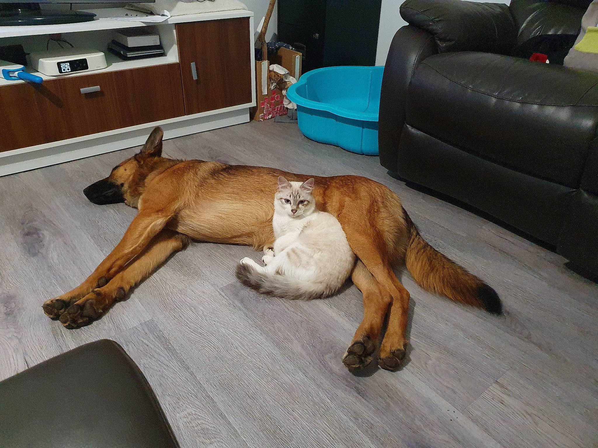 O'Malley participe au concours pour gagner de l'argent avec cette photo : cabinetry, carnivore, comfort, companion_dog, cooktop, couch, dog, dog_breed, fawn, floor, flooring, furniture, gas_stove, hardwood, home_appliance, kitchen_appliance, liver, sighthound, tail, wood