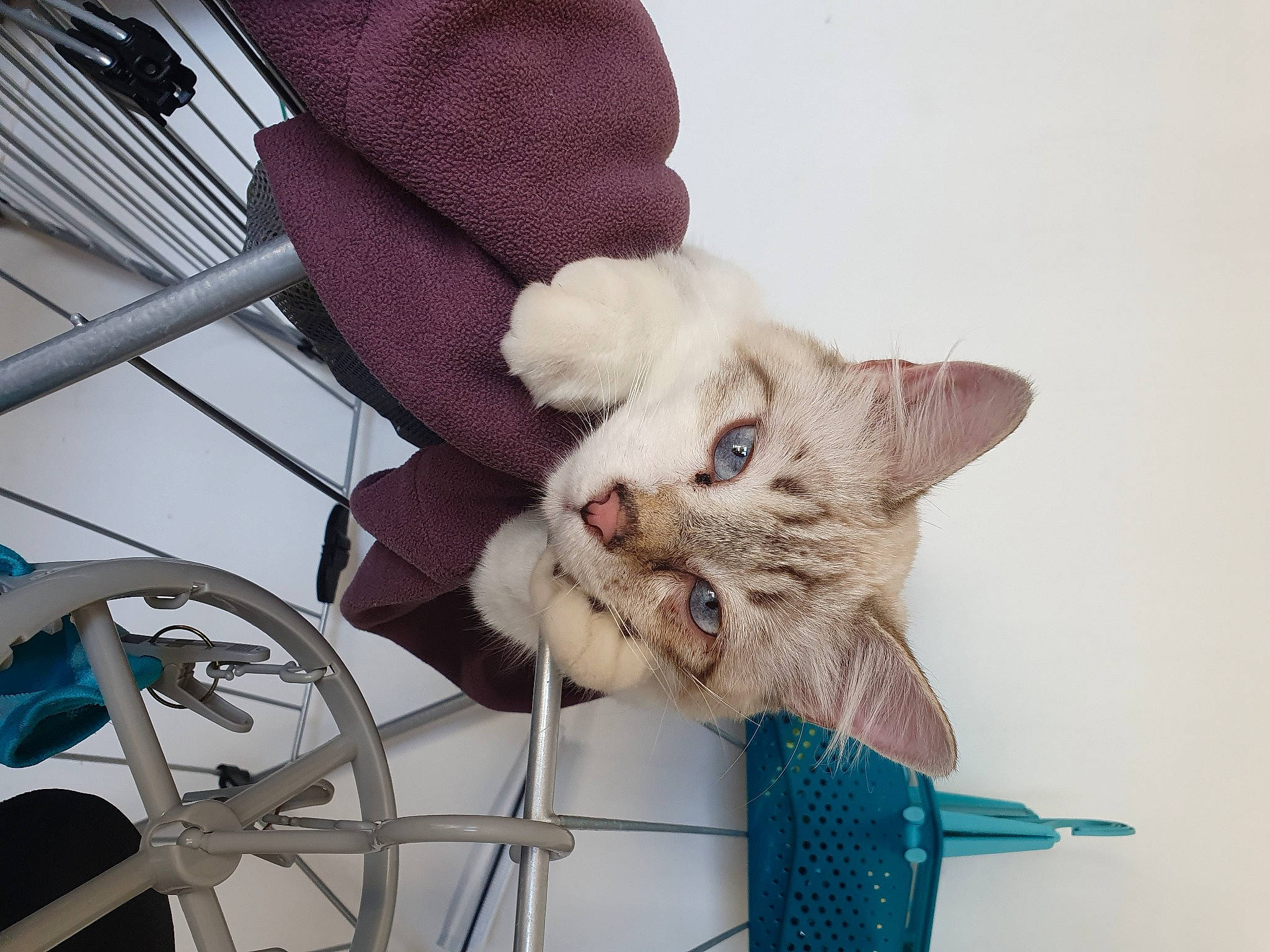 O'Malley a rejoint le concours — aidez-le/la à gagner de superbes lots ! animal_shelter, bicycle_handlebar, bicycle_part, bicycle_tire, bicycle_wheel, carnivore, cat, claw, comfort, domestic_short_haired_cat, fawn, felidae, fur, paw, small_to_medium_sized_cats, snout, tail, tire, whiskers, wire