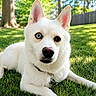 animal, backyard, blue_eye, brown_eye, canine, closeup, collar, dog, fence, grass, heterochromia, lying_down, nature, outdoor, pet, relaxed, summer, sunlight, tree, white_dog