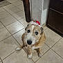 adorable, animal, brown, companion, cute, dog, domestic, festive, floor, fur, hat, home, indoor, kitchen, looking_up, pet, portrait, small_hat, tile, white