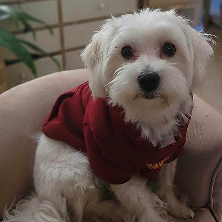 Fiyayo is registered to the contest to win money with this photo: armchair, blurred_background, canine, cozy, cute, dog, domestic_animal, fluffy, furniture, home_interior, hoodie, indoor, looking_up, pet, plant, portrait, red_clothing, sitting, small_dog, white_dog