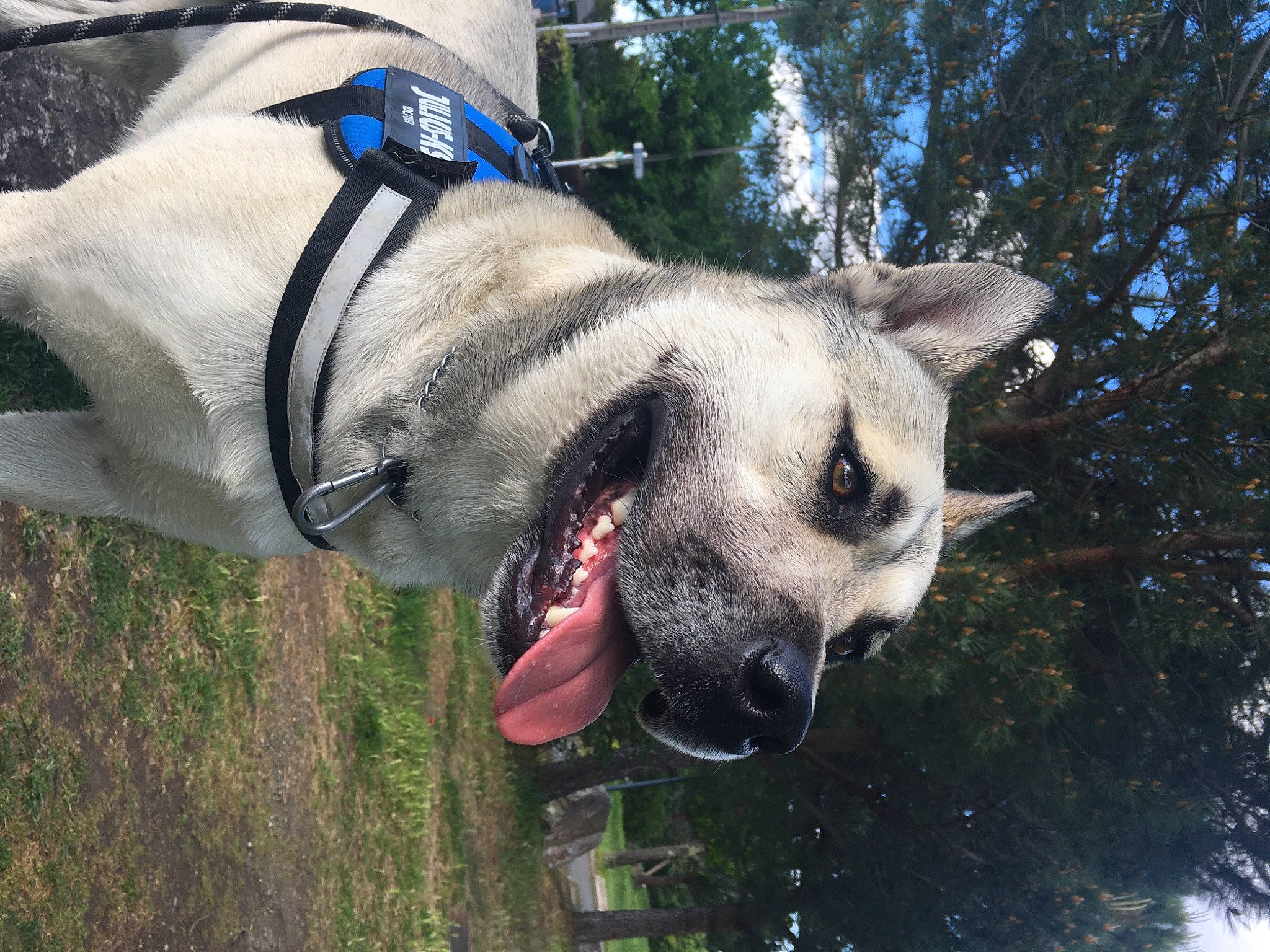 Narcos a rejoint le concours — aidez-le/la à gagner de superbes lots ! canidae, carnivore, collar, companion_dog, dog, dog_breed, dog_supply, eye, fawn, grass, head, jaw, plant, snout, sporting_group, terrestrial_animal, tree, whiskers, wildlife, working_animal