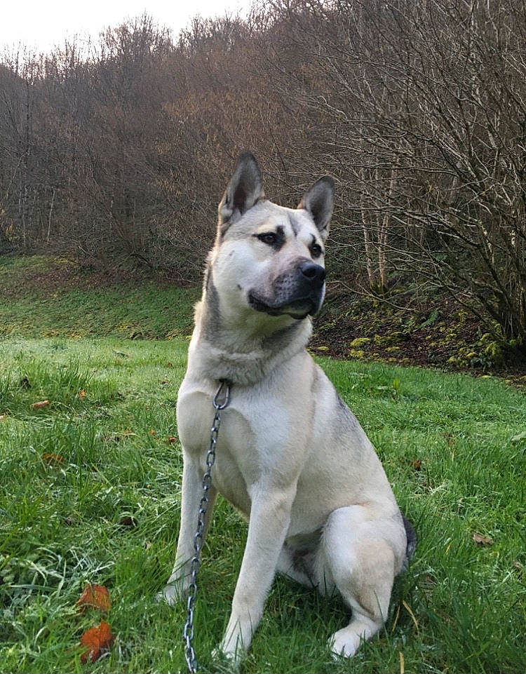 Narcos a rejoint le concours — aidez-le/la à gagner de superbes lots ! canidae, carnivore, collar, companion_dog, dog, dog_breed, dog_collar, fawn, grass, jaw, non_sporting_group, pet_supply, plant, snout, sporting_group, tail, terrestrial_animal, tree, working_animal, working_dog