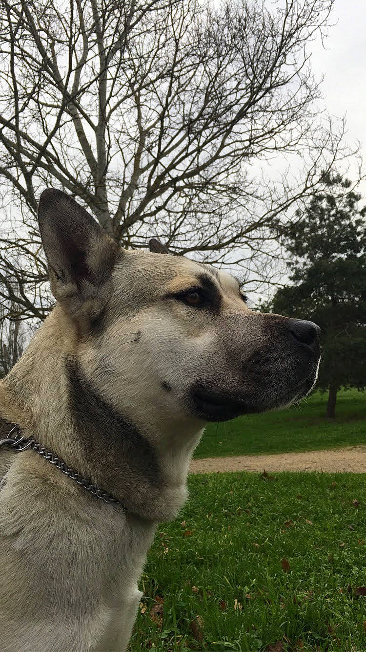 Narcos participe au concours pour gagner de l'argent avec cette photo : carnivore, collar, companion_dog, dog, dog_breed, dog_collar, east_european_shepherd, fawn, grass, herding_dog, livestock_guardian_dog, pet_supply, plant, sky, sled_dog, snout, sporting_group, tree, whiskers, working_animal