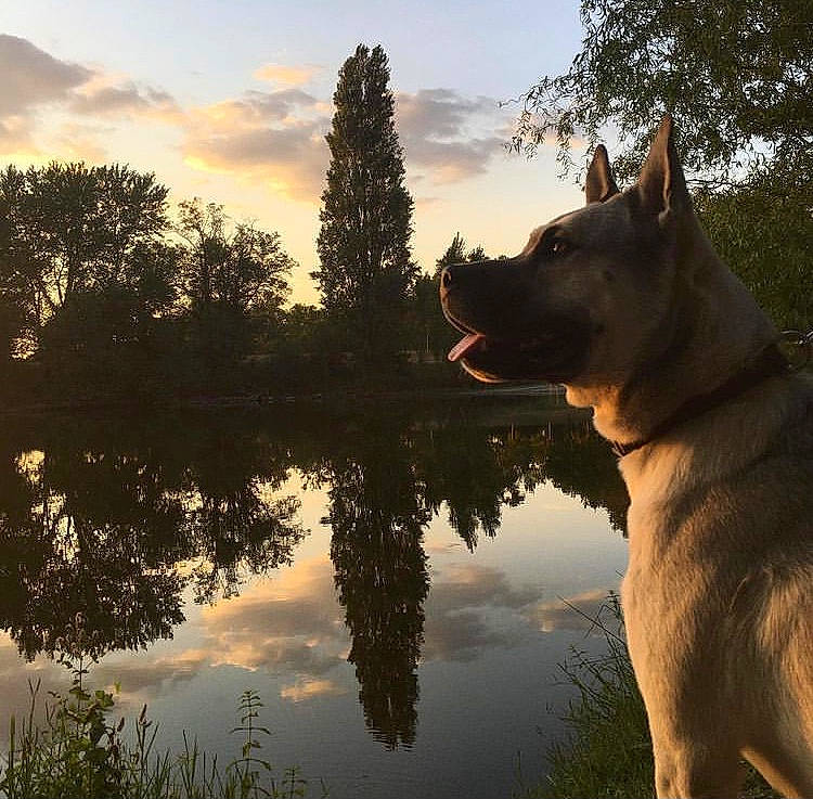 Narcos a rejoint le concours — aidez-le/la à gagner de superbes lots ! atmospheric_phenomenon, carnivore, cloud, companion_dog, dog, dog_breed, dusk, fawn, happy, lake, landscape, natural_landscape, people_in_nature, plant, sky, sunset, tail, tree, water, working_animal
