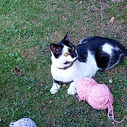 Patxi participe au concours pour gagner de l'argent avec cette photo : black_and_white, cat, collar, crafting, ears, eyes, foliage, fur, garden, grass, gray_yarn, knitting, lying_down, outdoors, pink_yarn, plants, playful, sitting, whiskers, yarn