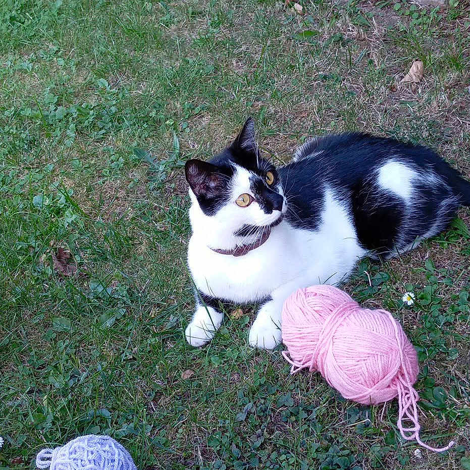 Patxi participe au concours pour gagner de l'argent avec cette photo : black_and_white, cat, collar, crafting, ears, eyes, foliage, fur, garden, grass, gray_yarn, knitting, lying_down, outdoors, pink_yarn, plants, playful, sitting, whiskers, yarn