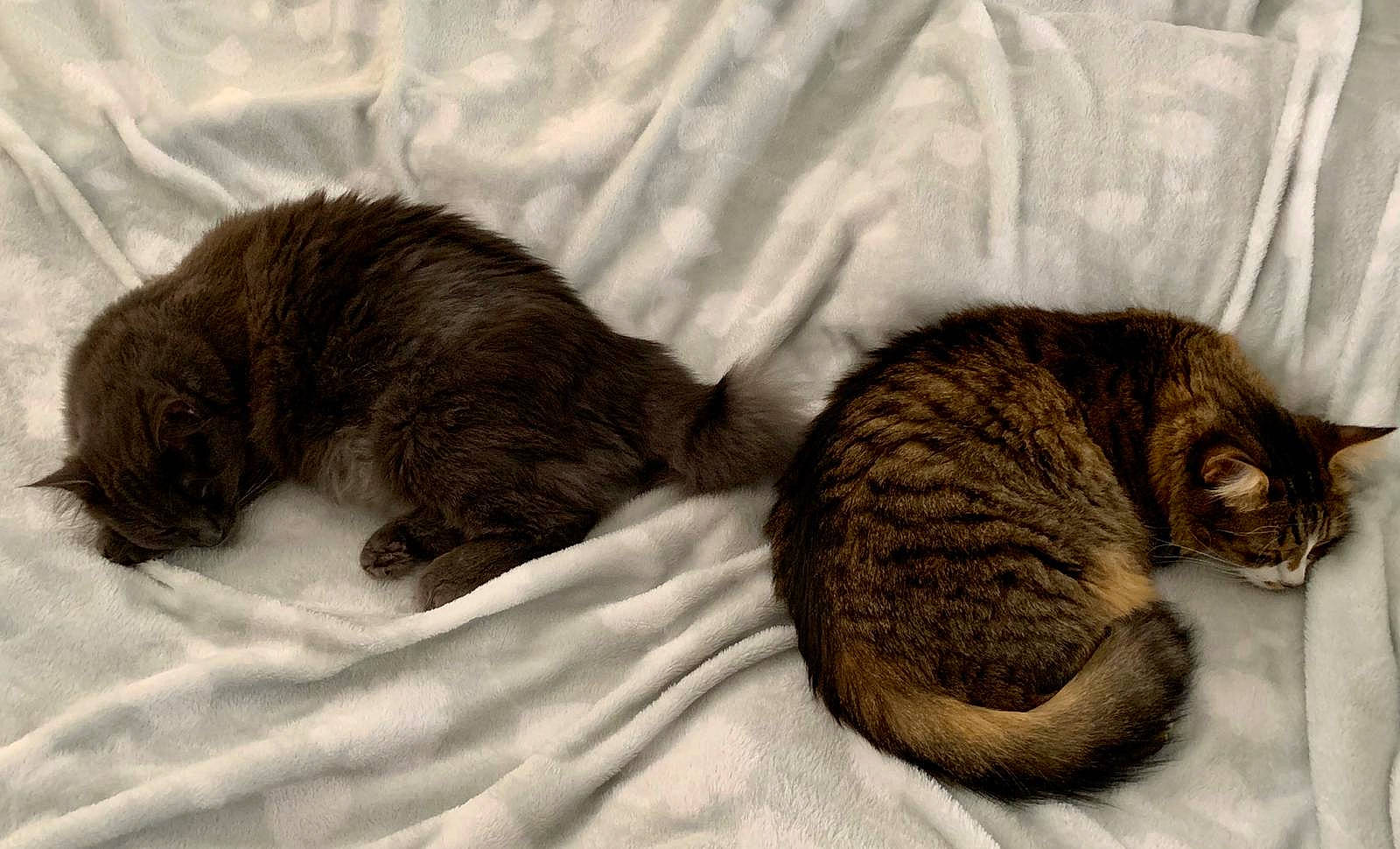 Hélios participe au concours pour gagner de l'argent avec cette photo : asian, carnivore, cat, cat_bed, claw, comfort, domestic_short_haired_cat, dragon_li, european_shorthair, felidae, fur, kitten, nap, sleep, small_to_medium_sized_cats, tabby_cat, tail, whiskers