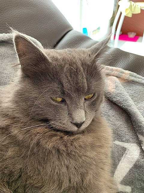 Hélios participe au concours pour gagner de l'argent avec cette photo : asian, burmese, carnivore, cat, chartreux, domestic_short_haired_cat, felidae, fur, kitten, korat, maine_coon, mammal, nebelung, oriental_longhair, russian_blue, small_to_medium_sized_cats, snout, vertebrate, whiskers