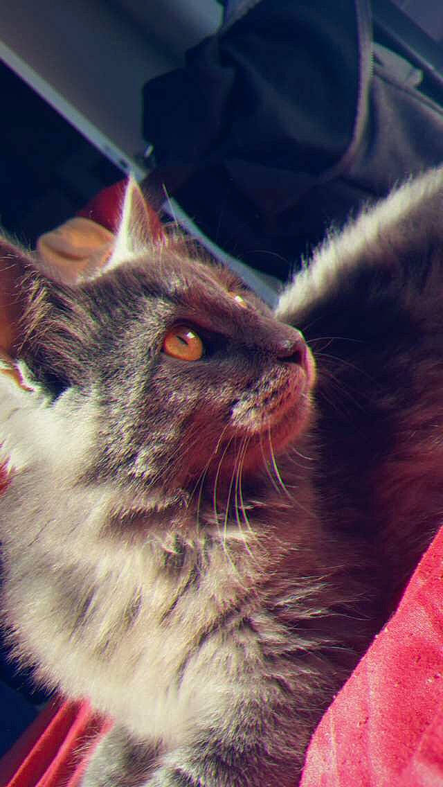 Hélios participe au concours pour gagner de l'argent avec cette photo : asian, carnivore, cat, domestic_short_haired_cat, ear, european_shorthair, eye, felidae, fur, kitten, nebelung, norwegian_forest_cat, nose, small_to_medium_sized_cats, snout, tabby_cat, whiskers