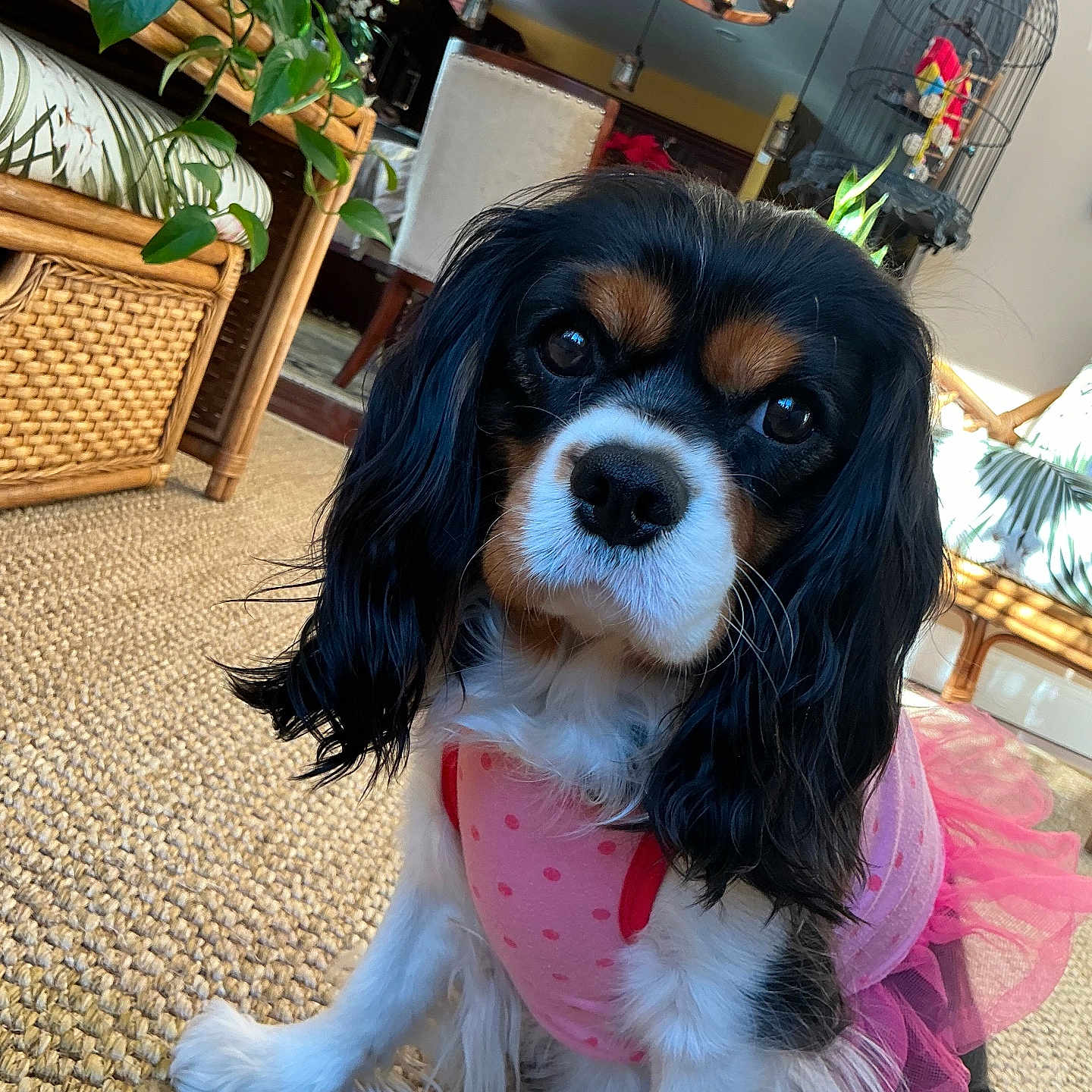 Dora joined the competition — help win amazing prizes! dog, cavalier_king_charles_spaniel, pet, indoor, pink_dress, tutu, woven_rug, wicker_furniture, plant, birdcage, colorful_toys, cute, portrait, sitting, closeup, fur, black_and_white, decor, home, charming