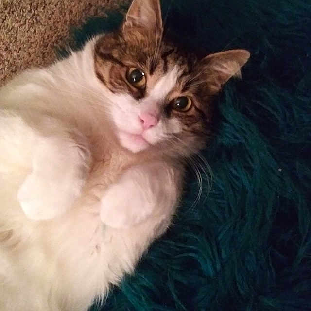 Peppy