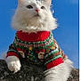 animal, blue_sky, cat, christmas, cozy, cute, feline, festive, fluffy, holiday_sweater, holiday_theme, nature, outdoor, paw, pet, portrait, rock, whiskers, white_cat, winter_clothing