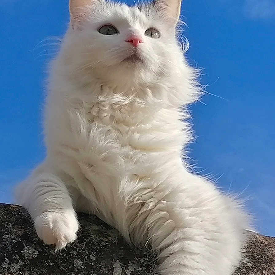 Lisette participe au concours pour gagner de l'argent avec cette photo : animal, blue_sky, cat, closeup, cloud, curious, feline, fluffy_fur, mammal, nature, outdoor, paw, pet, portrait, relaxed, rock, sky, sunlight, white_cat, wildlife