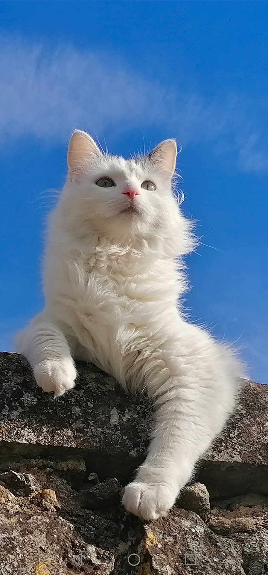 Lisette participe au concours pour gagner de l'argent avec cette photo : cat, white_cat, fluffy_fur, outdoor, rock, sky, blue_sky, cloud, paw, animal, pet, nature, sunlight, feline, curious, relaxed, wildlife, portrait, mammal, closeup