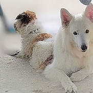 O'Neil participe au concours pour gagner de l'argent avec cette photo : dog, white_dog, brown_dog, curly_fur, fluffy_fur, animal, pet, canine, lying_down, resting, two_dogs, outdoor, companion, fur, ears, nose, paw, relaxed, calm, side_view