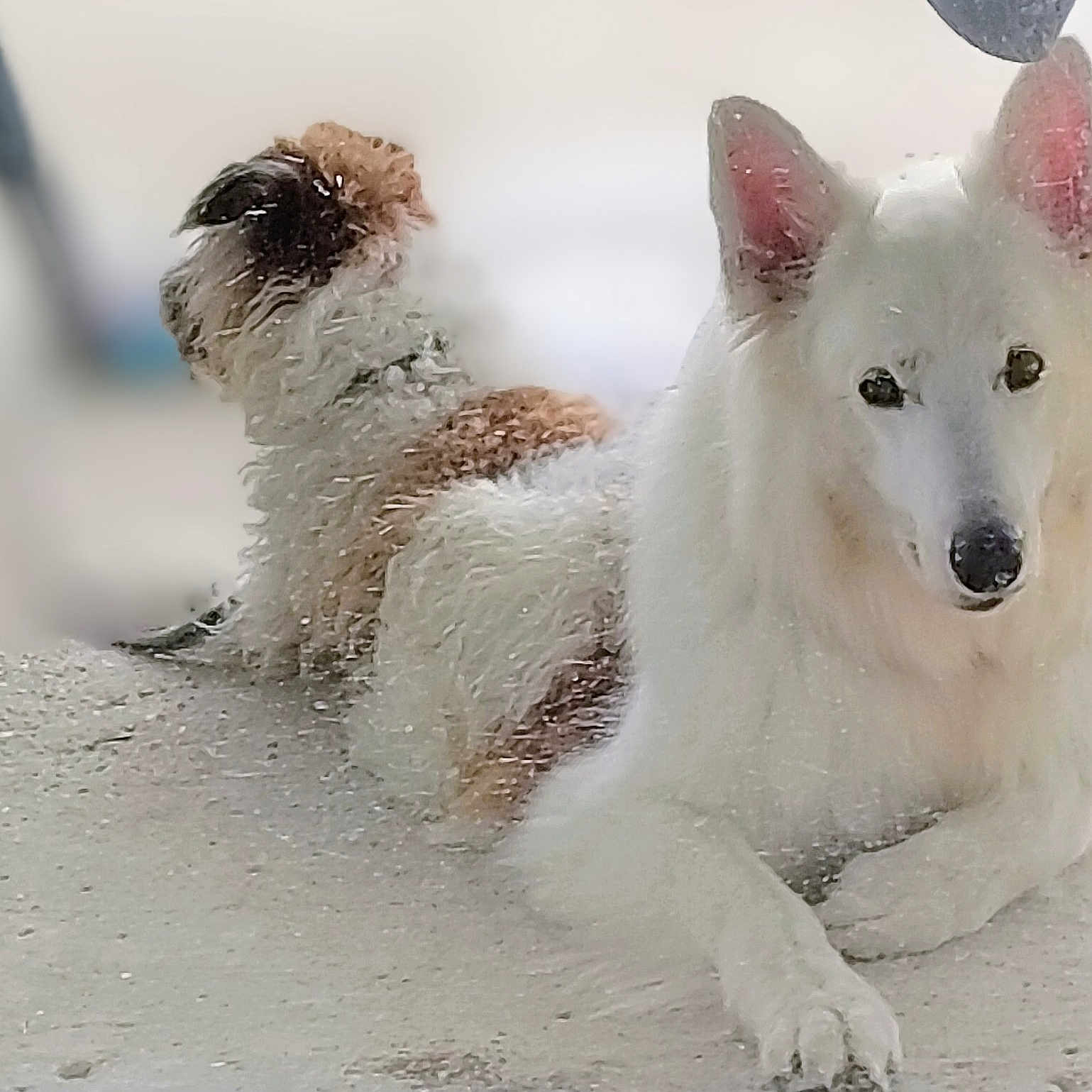 O'Neil participe au concours pour gagner de l'argent avec cette photo : animal, brown_dog, calm, canine, companion, curly_fur, dog, ears, fluffy_fur, fur, lying_down, nose, outdoor, paw, pet, relaxed, resting, side_view, two_dogs, white_dog