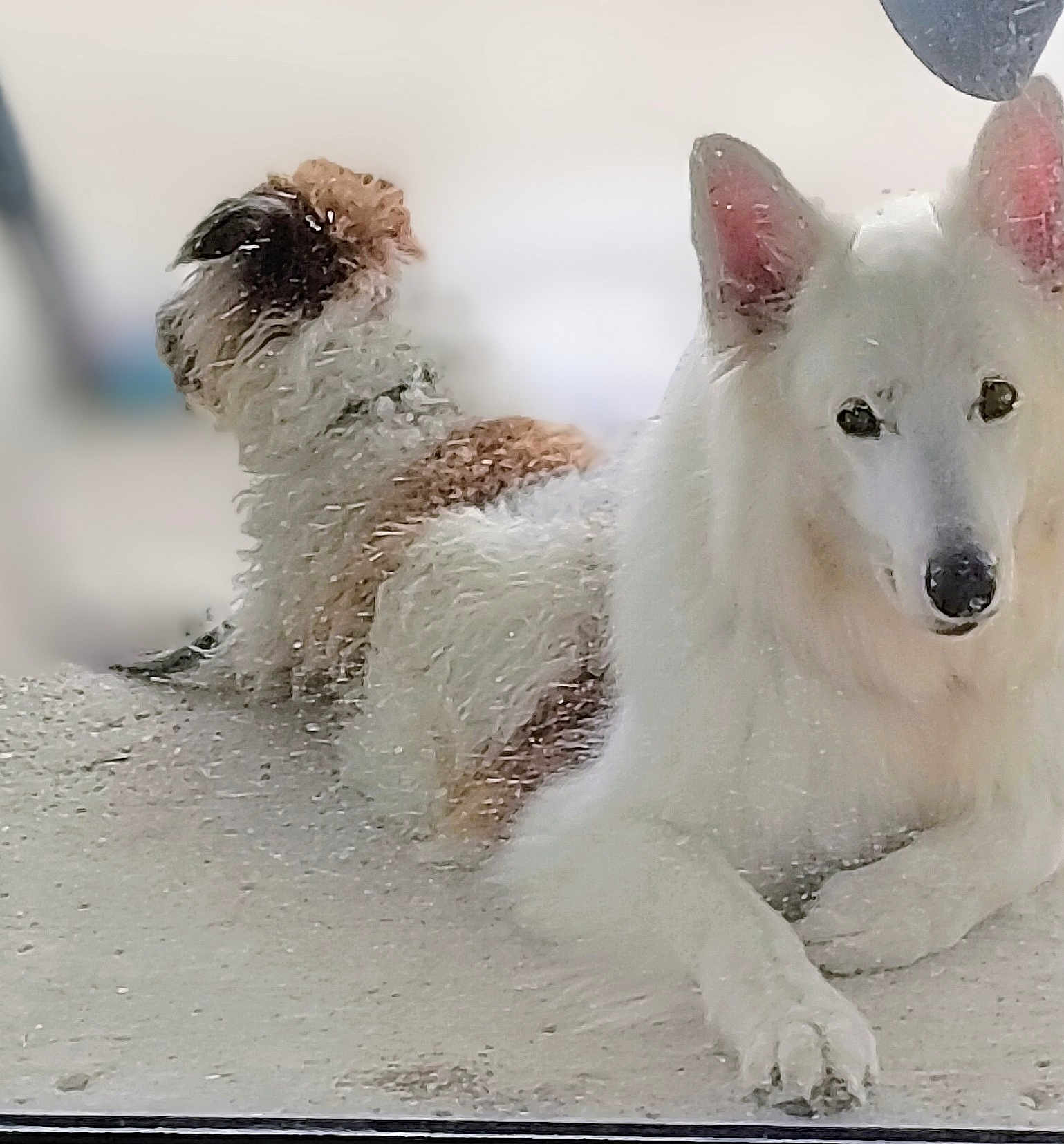 O'Neil participe au concours pour gagner de l'argent avec cette photo : dog, white_dog, brown_dog, curly_fur, fluffy_fur, animal, pet, canine, lying_down, resting, two_dogs, outdoor, companion, fur, ears, nose, paw, relaxed, calm, side_view