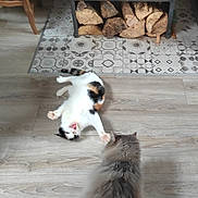 Bb participe au concours pour gagner de l'argent avec cette photo : animal, architecture, building, canine, cat, chair, dog, fire, fireplace, furniture, hardwood, hearth, hound, indoors, interiordesign, kitten, livingroom, pet, room, wood