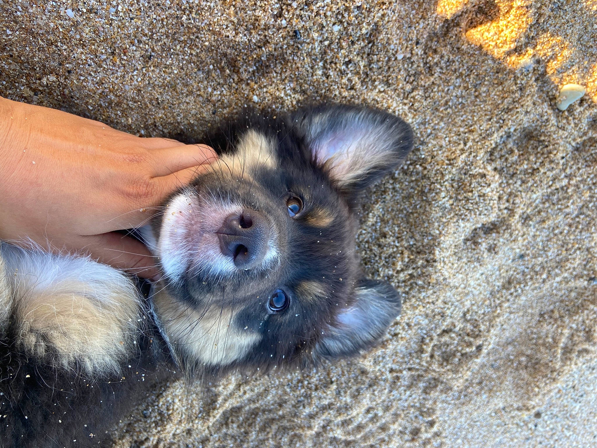 Muxu a rejoint le concours — aidez-le/la à gagner de superbes lots ! canidae, carnivore, companion_dog, dog, dog_breed, fawn, foot, fur, paw, puppy, snout, soil, sporting_group, terrestrial_animal, working_animal