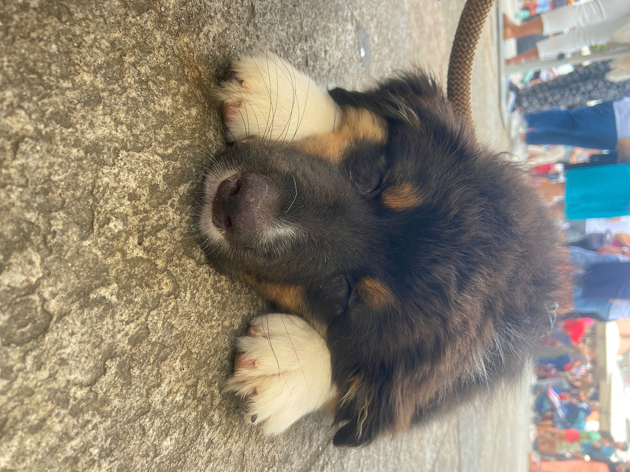 Muxu a rejoint le concours — aidez-le/la à gagner de superbes lots ! canidae, carnivore, claw, companion_dog, dog, dog_breed, felidae, foot, fur, herding_dog, paw, puppy, small_to_medium_sized_cats, snout, sporting_group, street_dog, tail, terrestrial_animal, whiskers, working_dog