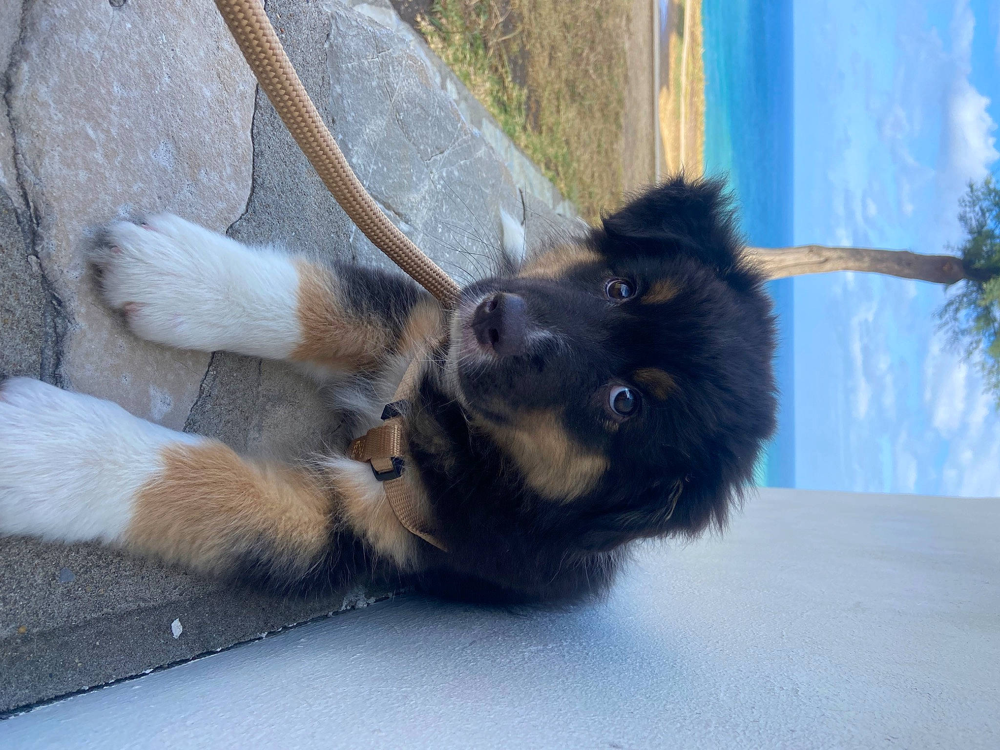 Muxu a rejoint le concours — aidez-le/la à gagner de superbes lots ! canidae, carnivore, claw, collar, companion_dog, dog, dog_breed, fawn, fur, mammal, paw, plant, snout, snow, sporting_group, tail, terrestrial_animal, wildlife, winter, working_animal