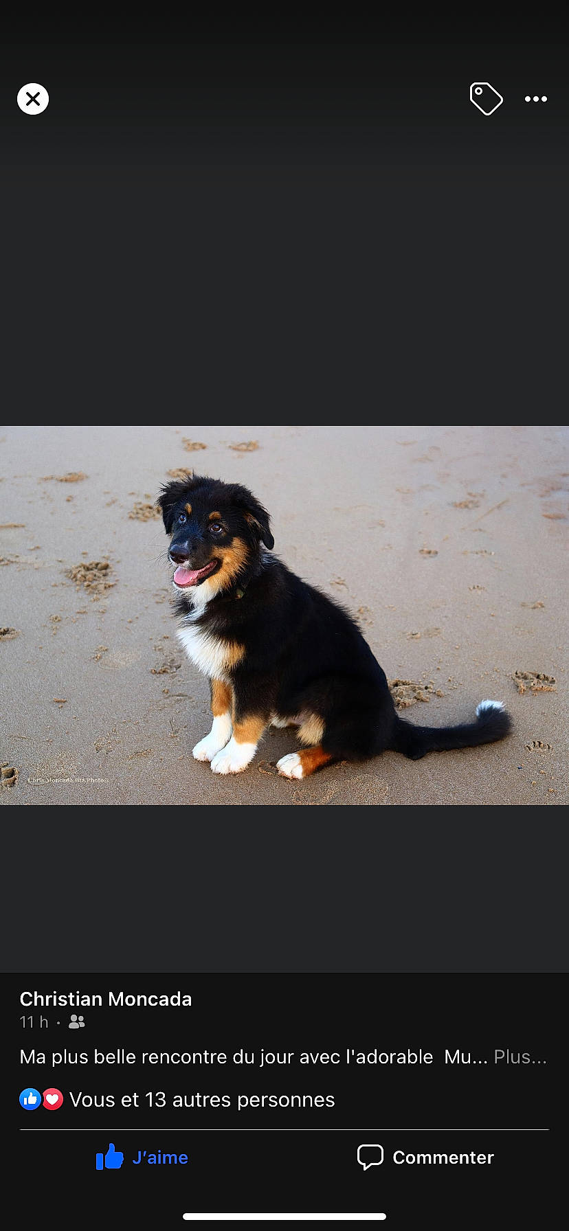 Muxu participe au concours pour gagner de l'argent avec cette photo : asphalt, bernese_mountain_dog, canidae, carnivore, companion_dog, dog, dog_breed, electric_blue, fur, herding_dog, paw, rolling, snout, sporting_group, terrestrial_animal, working_animal, working_dog