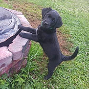 Sadie is registered to the contest to win money with this photo: animal, black_dog, brick, canine, collar, cute, dog, flower, grass, grass_field, greenery, nature, outdoor, paw, pet, playful, puppy, standing, yard, young_dog