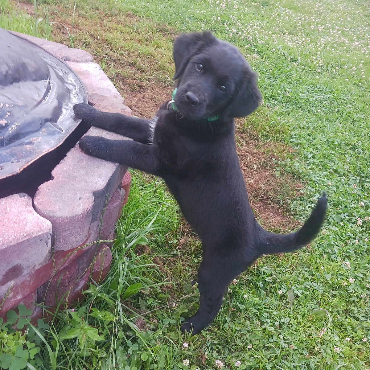 Sadie