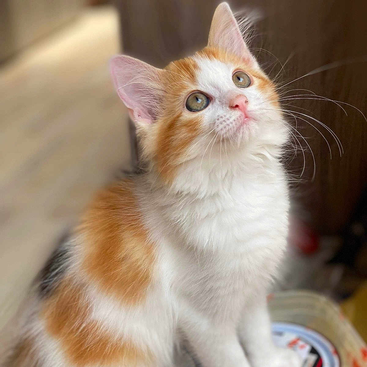 Moon a rejoint le concours — aidez-le/la à gagner de superbes lots ! animal, blurred_background, cat, close_up, curious, cute, domestic_cat, ears, feline, fur, indoor, kitten, orange_and_white, paint_cans, pet, portrait, sitting, soft_light, whiskers, young