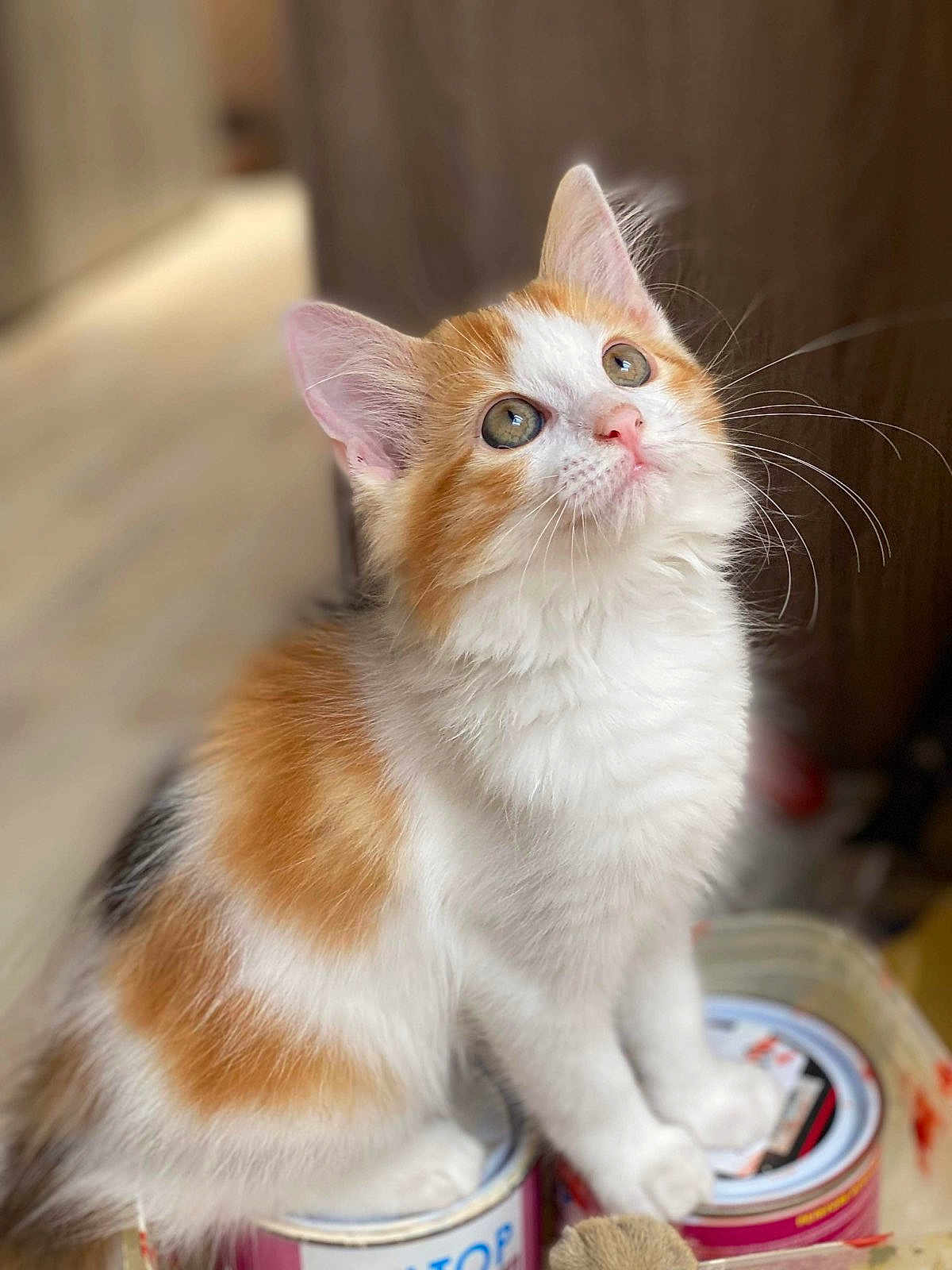 Moon a rejoint le concours — aidez-le/la à gagner de superbes lots ! kitten, cat, orange_and_white, fur, whiskers, ears, paint_cans, curious, sitting, indoor, close_up, pet, animal, soft_light, blurred_background, cute, young, feline, portrait, domestic_cat